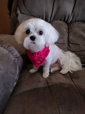 Laci had her spa day Saturday and got a new bandana that are for sale with many other accessories.