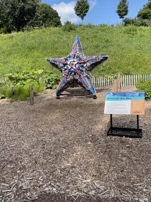 American Sea Star; it's American alright!