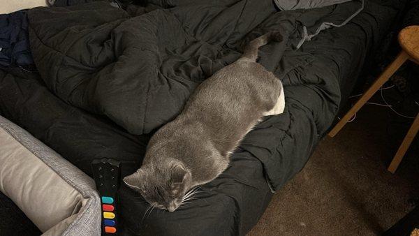 Dart sleeping on his daddies bed near his "brothers " bed (Binks)