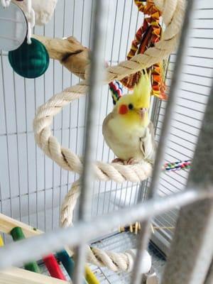 My new cockatiel, Jackson. Very cute and active :)