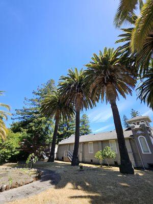 Beautiful palm trees outside of the church