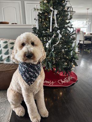 Benny XL Goldendoodle