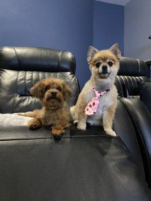 Two happy & groomed pups!