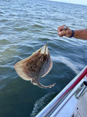 I didn't catch any fluke but I caught a skate ;)