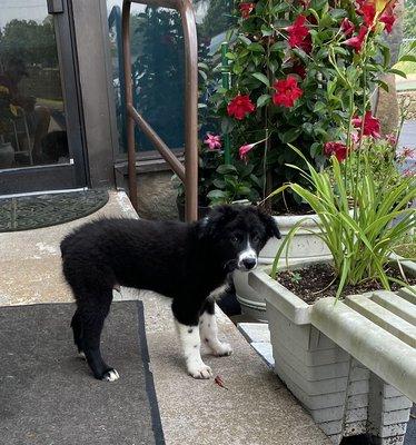 Puppy with flowers