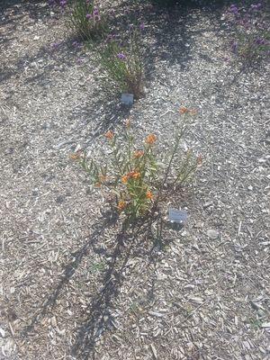 Our milkweed we planted last year!!! You shoukd come and see how HUGE they are now!!!