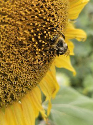 A bee on a sunflower.