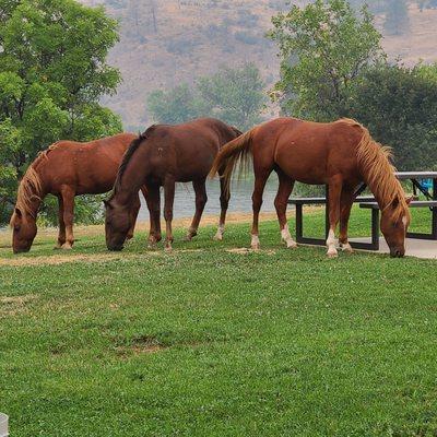 Wild horses grazing next to our RV site