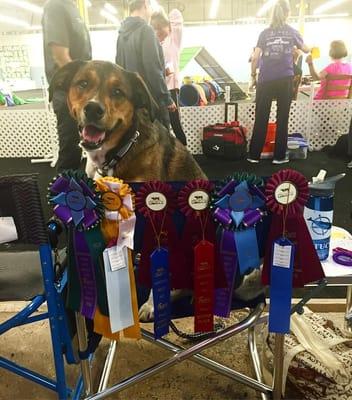 Fun (and success) at an agility trial held at SureFire Dogs!