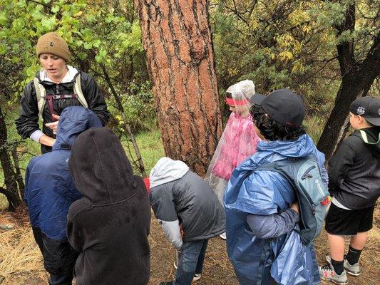 Learning about ponderosa pines with Cassie