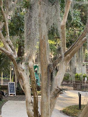 Beautiful tree right in front of entry door