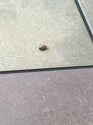 When you get done eating and you see a ROACH oh my god I threw up all my food in the parking lot this is DISGUSTING