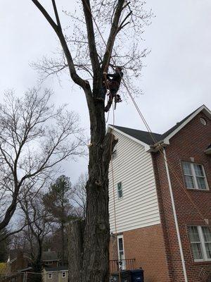 Tree removal