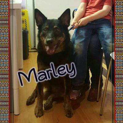 Marley had his heartworm test and purchased medications today!