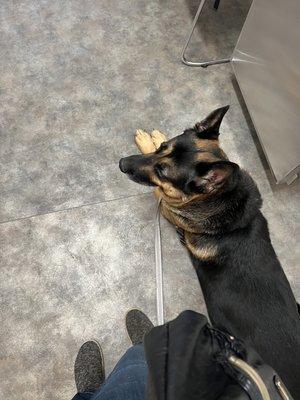 My GSD Oso comfy in the vets room.