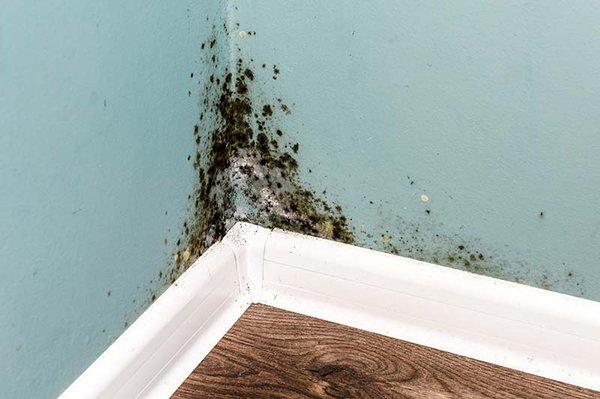 Black Mold