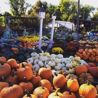 Pumpkins, pumpkins everywhere on our Oct trip!