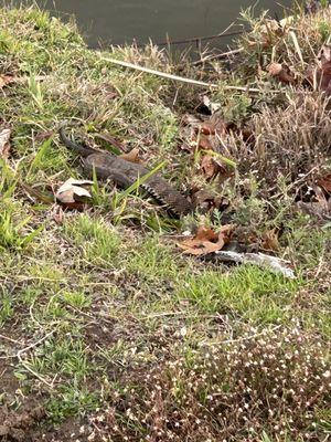 Snake right behind the library