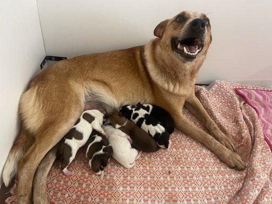 Mama and her babies.