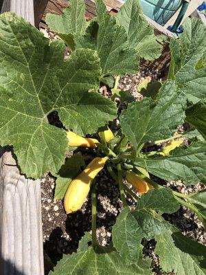 Summer squash growing in the garden created by parents and students!