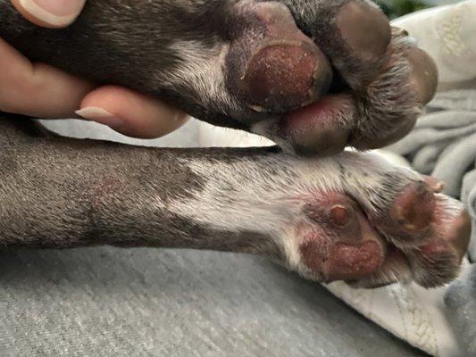 Burned paw pads