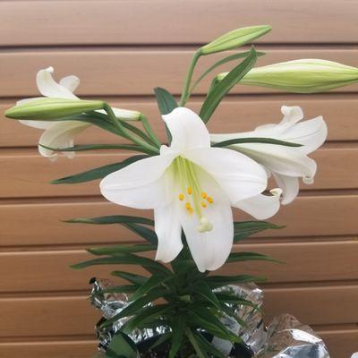 Easter lilies