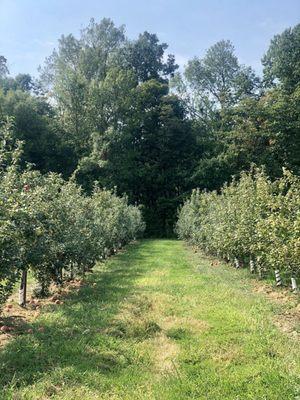 Many different selection apples to choose from