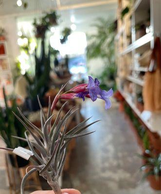 An air plant in bloom?! So beautiful!