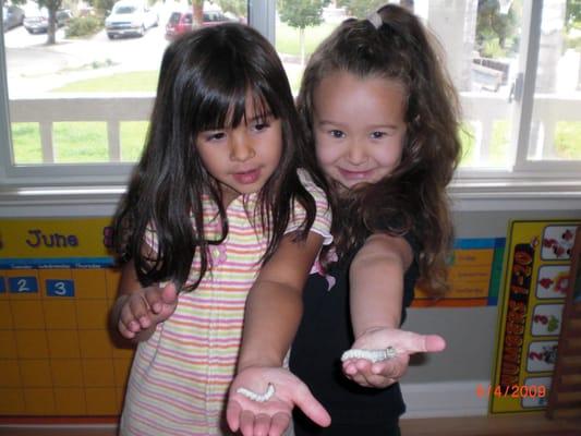 Exploring silkworms