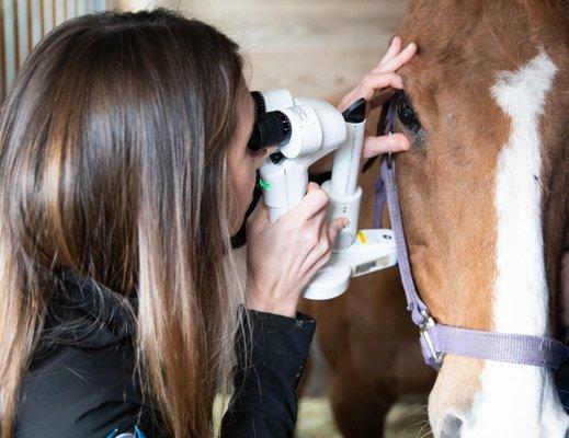 Animal Vision Center of Virginia