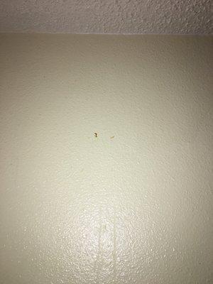 Something stuck to the wall, looks like food of some sort