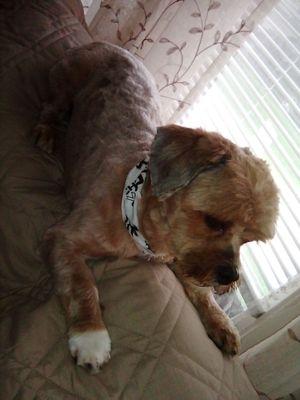 Our shorkie with a summer cut by Mary Joe.