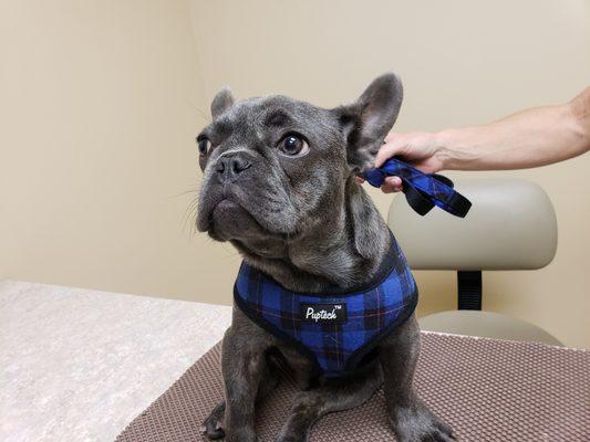 Handsome French bulldog Duke is always a pleasure to have in our clinic.