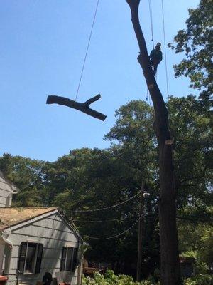 Tree trunks and branches are safely lowered to the ground!