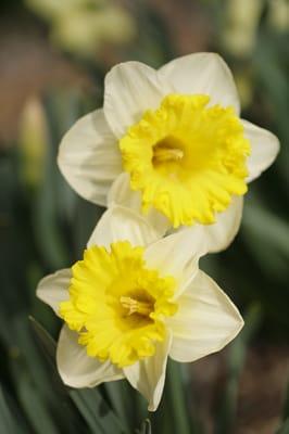 "Bright", "beautiful" and "HUGE" are words used to describe the blooms of Narcissus 'Las Vegas".