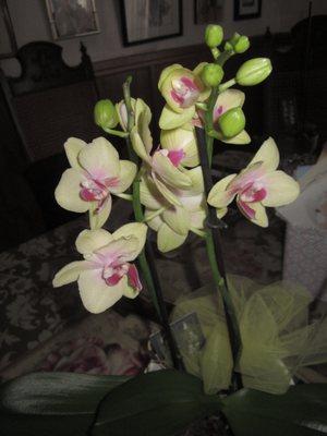 Elegant orchid arrived from McCormick's March 2023!