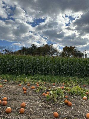 Pumpkins