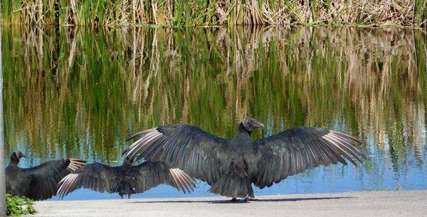 Turkey Vultures cooling off