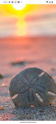 Sand Dollar Cleaning