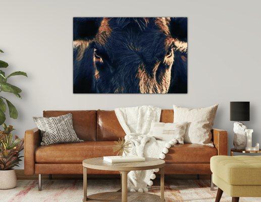 Black Angus closeup photo canvas