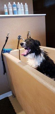 My border collie loves getting baths at Desert Dog! Perfect after a morning at the dog park.