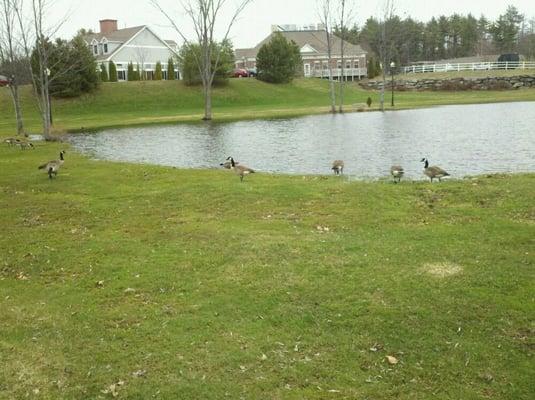 Lake next to Captains Corner