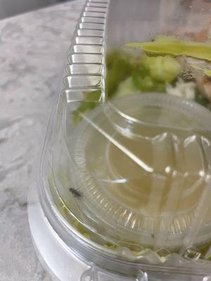 A fly in my salad