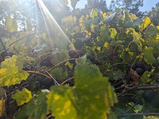 Muscadine vines