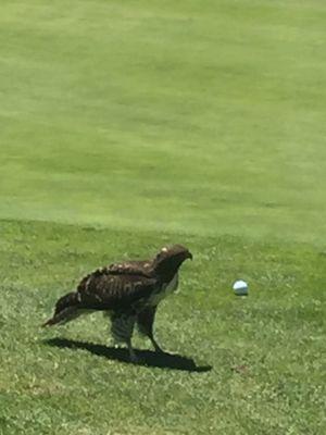 Hawk eyeing my ball. Almost drove the green on 8.