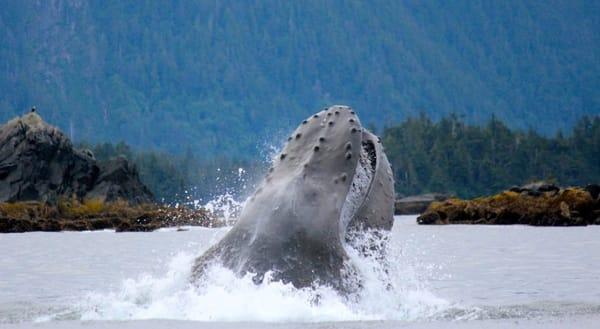 40,000lb Humpback Whale lunge feeding in a secret hot spot. photo capured by client, Shari Amory, while on a Gallant Adventure!