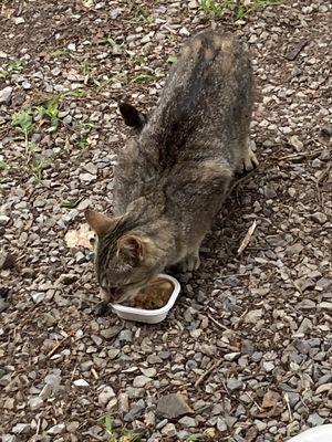 Campground cat.