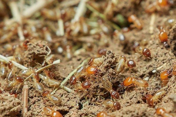 Geffroy Termite Control