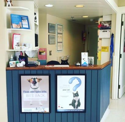 Can you see our house cat, Kuma, peeking out over the receptionist's desk?