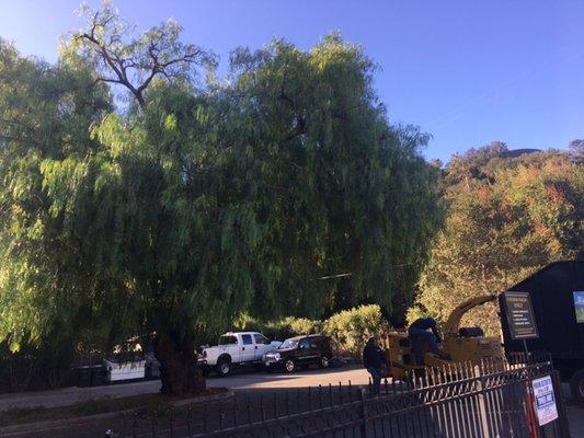 Pepper tree pruning just started.